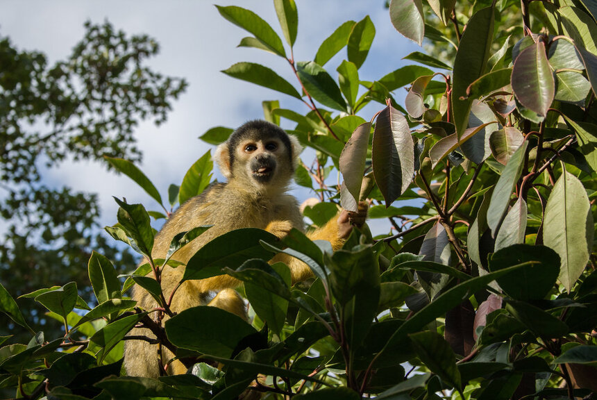 londýnska zoo